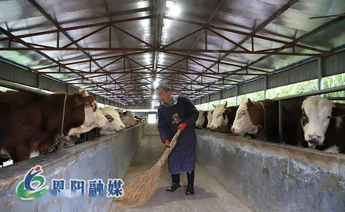 落實(shí)區(qū)委全會(huì)精神，夯實(shí)家禽養(yǎng)殖產(chǎn)業(yè)園區(qū)化基礎(chǔ)