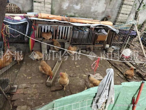 小區藏匿300多只雞？！城管街道聯合出擊還居民寧靜生活